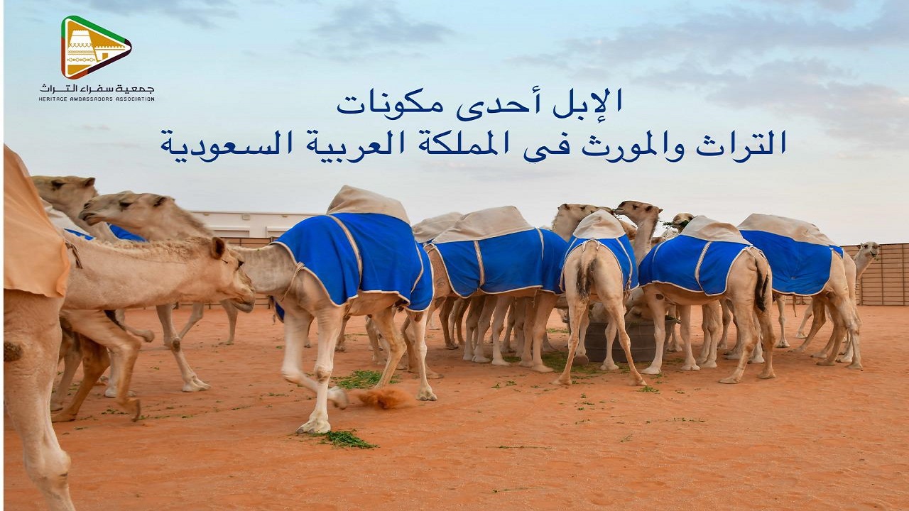 الإبل أحدى مكونات التراث والمورث في المملكة