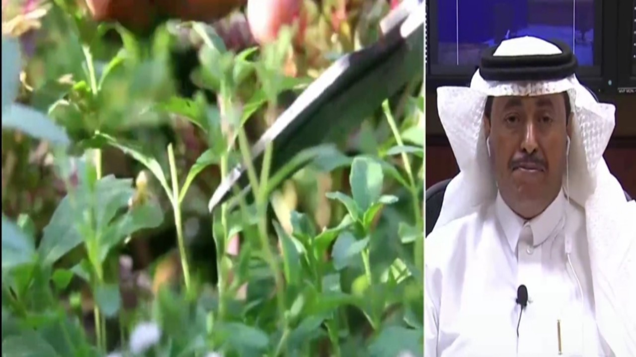 بالفيديو.. مزارع سعودي يروي تفاصيل نجاح التجربة الرائدة في زراعة نبتة “الإستيفيا” بديل السكر