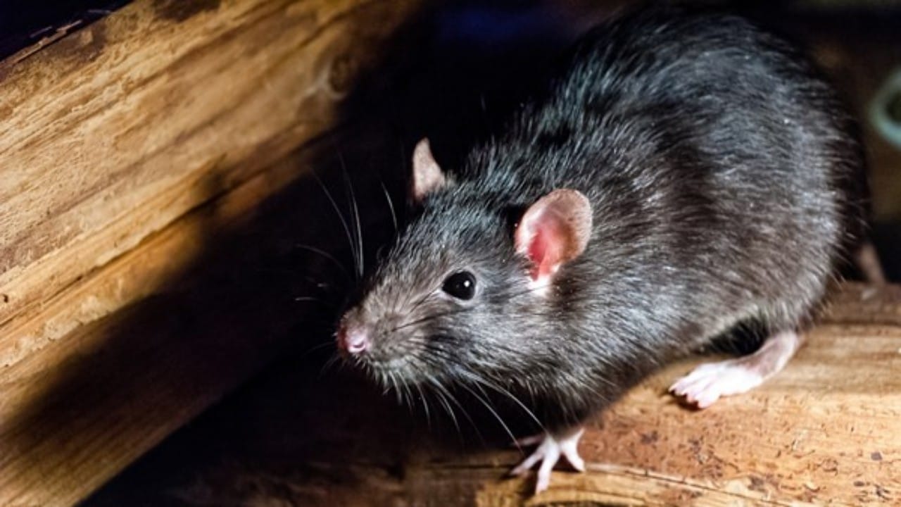 انتشار فئران خارقة داخل البرلمان البريطاني