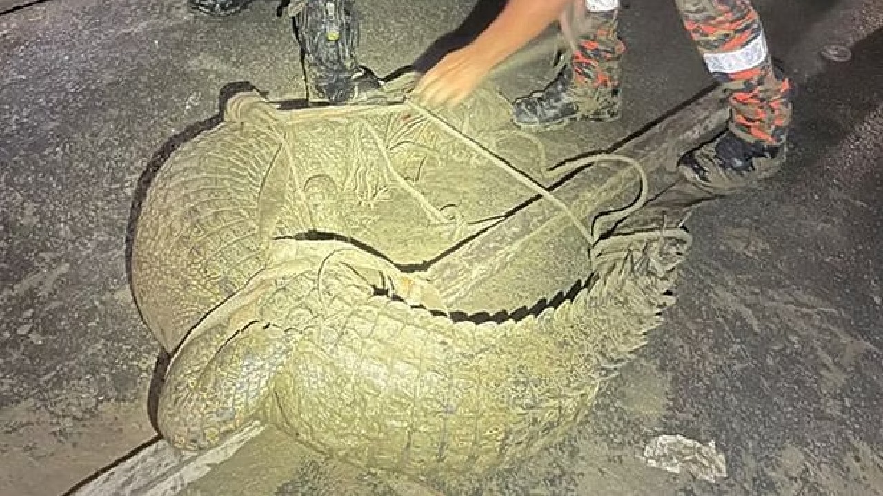 العثور على تمساح ضخم في قبو منزل