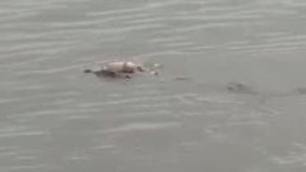 شاهد.. تمساح يعيد جثة طفل غرق وفشلت عائلته في العثور عليه