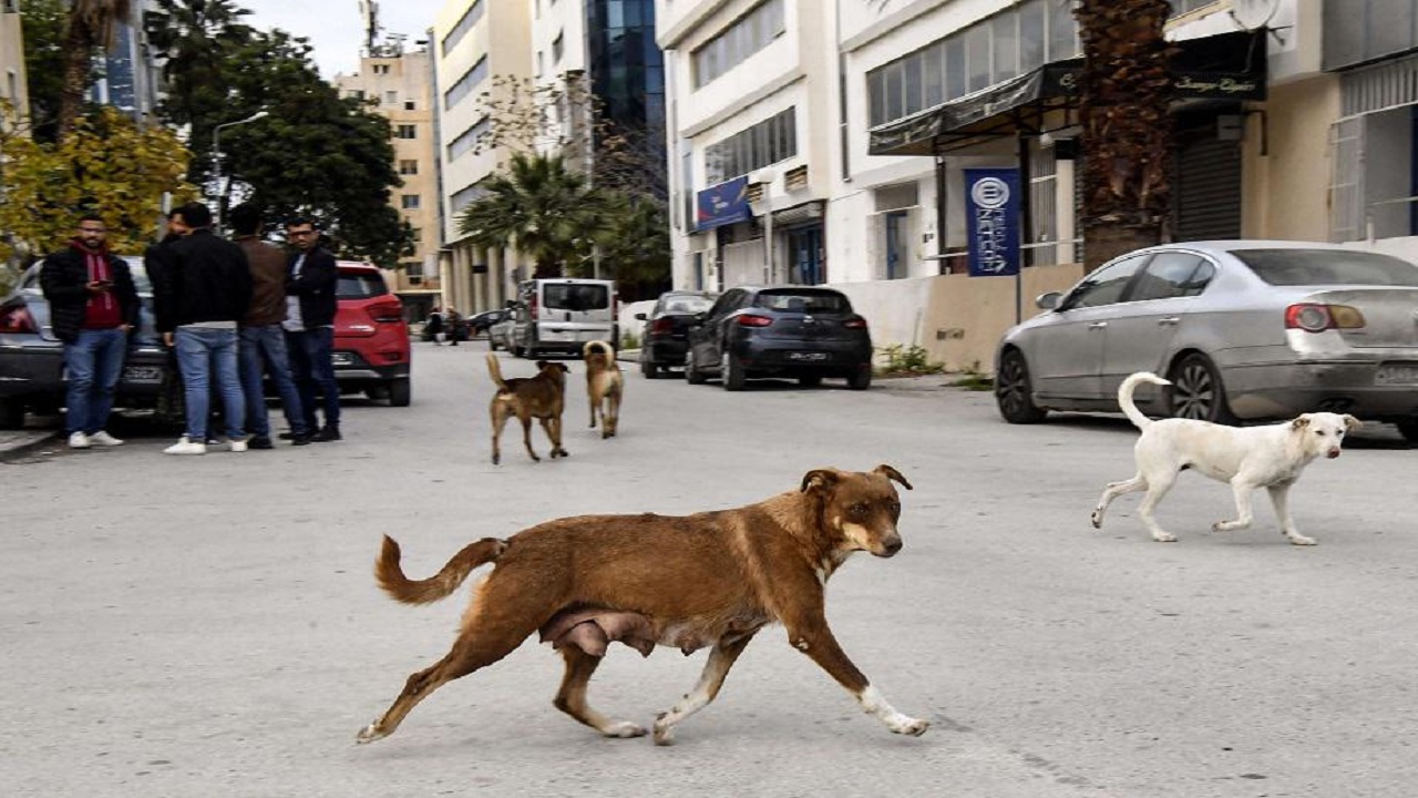 الكلاب الضالة تقتل 33 يمنياً