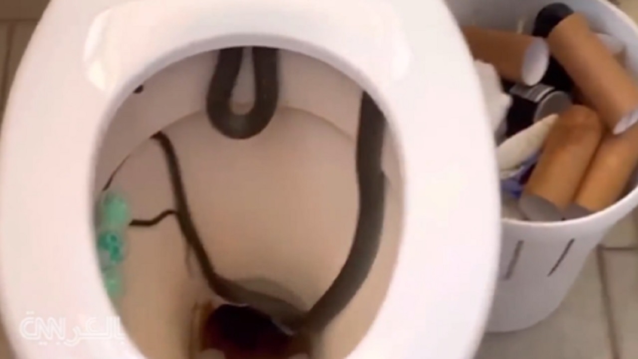 بالفيديو .. رجل يتفاجأ بثعبان طويل في مرحاض حمامه