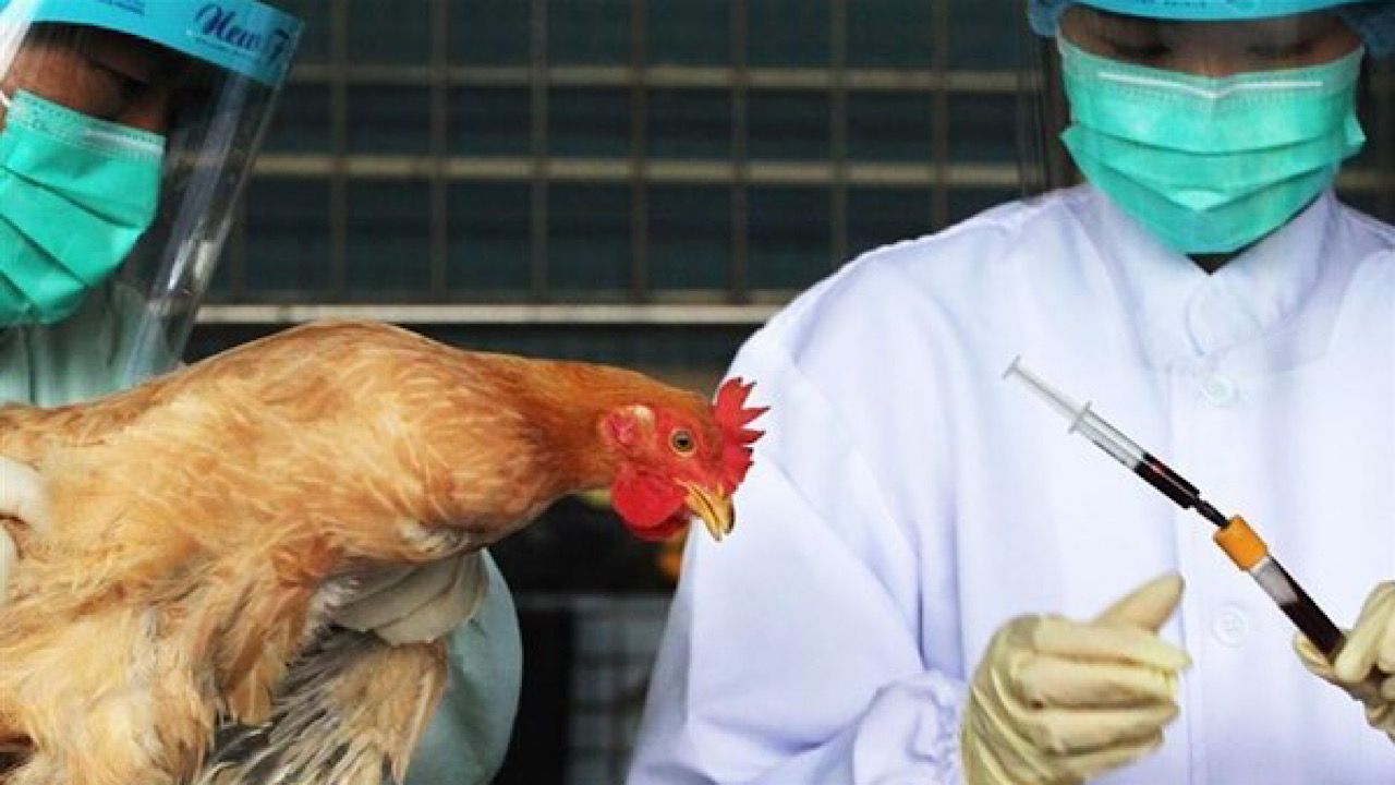 انفلونزا الطيور تتسبب في نفوق 200 مليون دجاجة وتهدد العالم