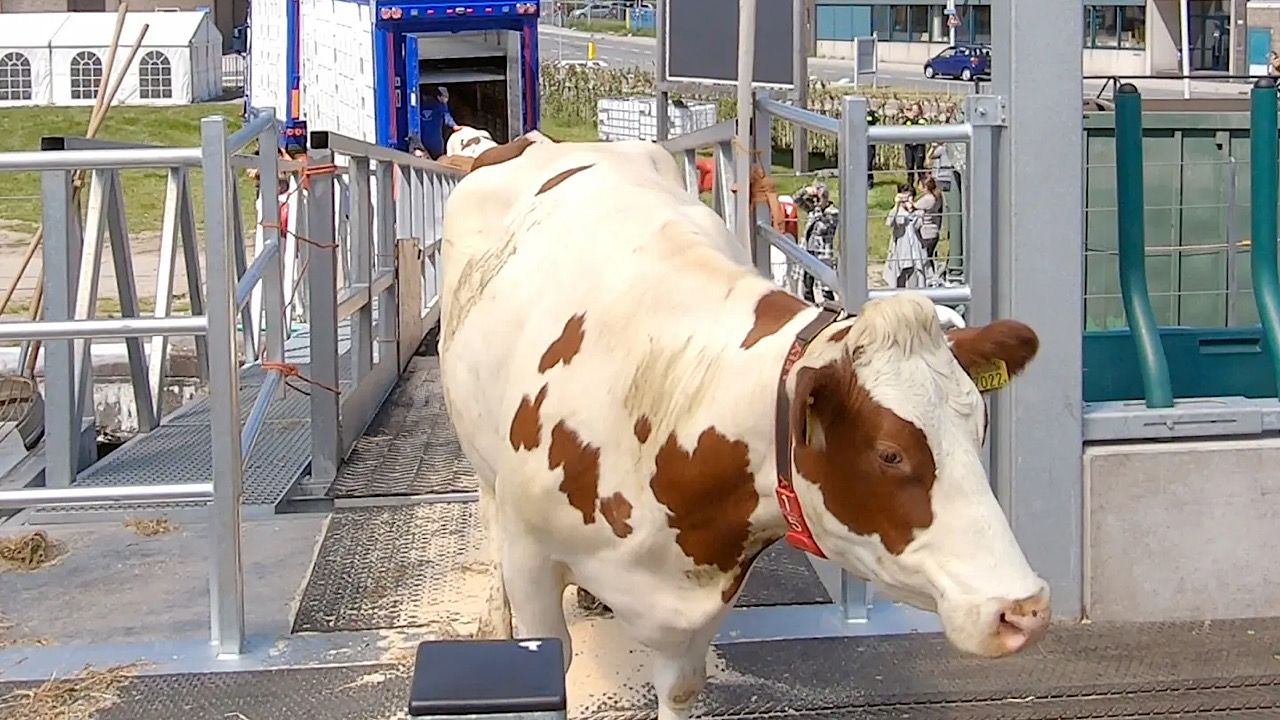 هولندا: عودة جنون البقر لأول مرة منذ 2011