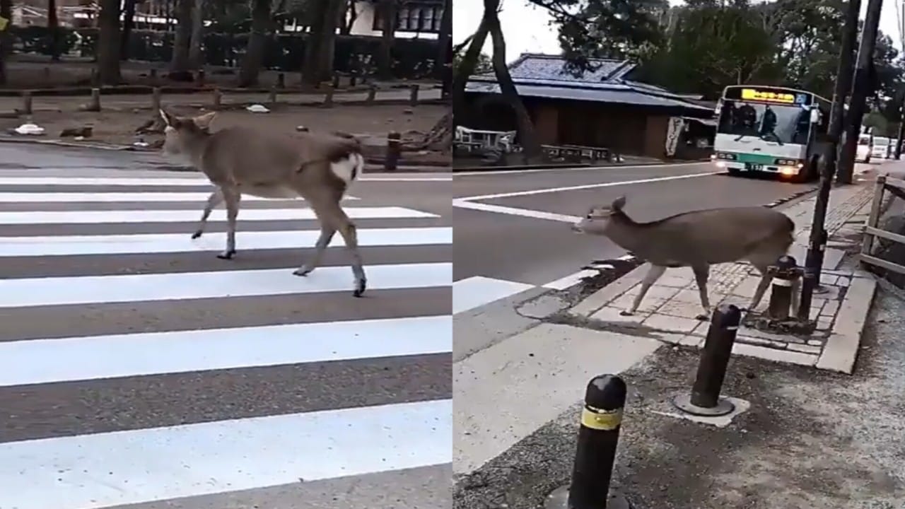 بالفيديو.. تصرف طريف لحيوان «الأيل» انتظر توقف المركبات ليعبر الطريق