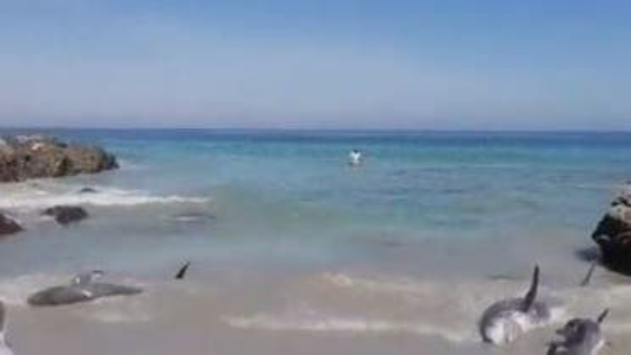 شاهد.. دلافين جانجة على شواطئ عمان تثير ضجة