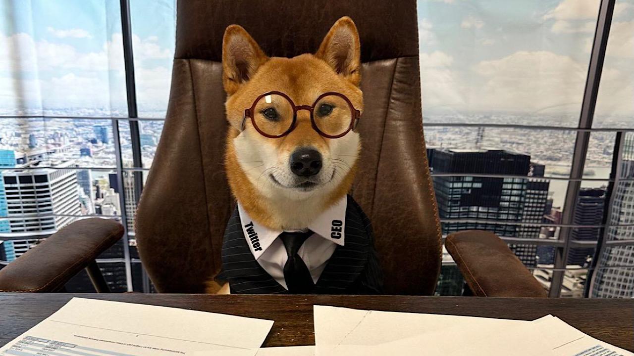 إيلون ماسك يعين كلبًا منصب الرئيس التنفيذي لتويتر