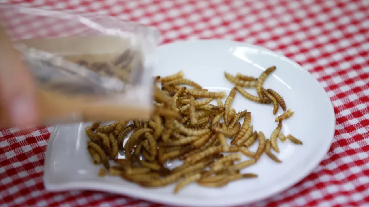 توضيح مسؤول بالغذاء والدواء بخصوص احتواء منتجات على مسحوق الحشرات