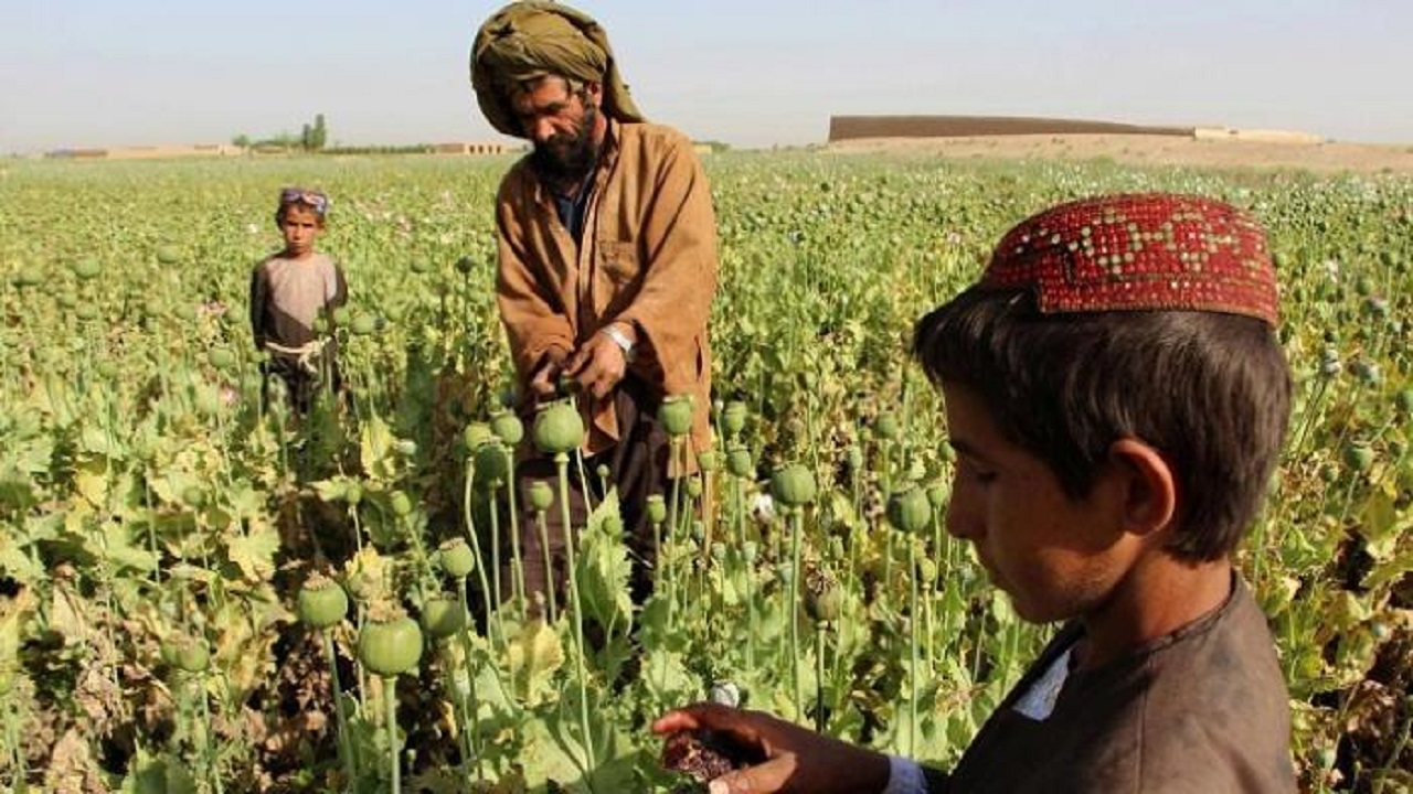 “طالبان” تحظر زراعة الحشيش في أفغانستان