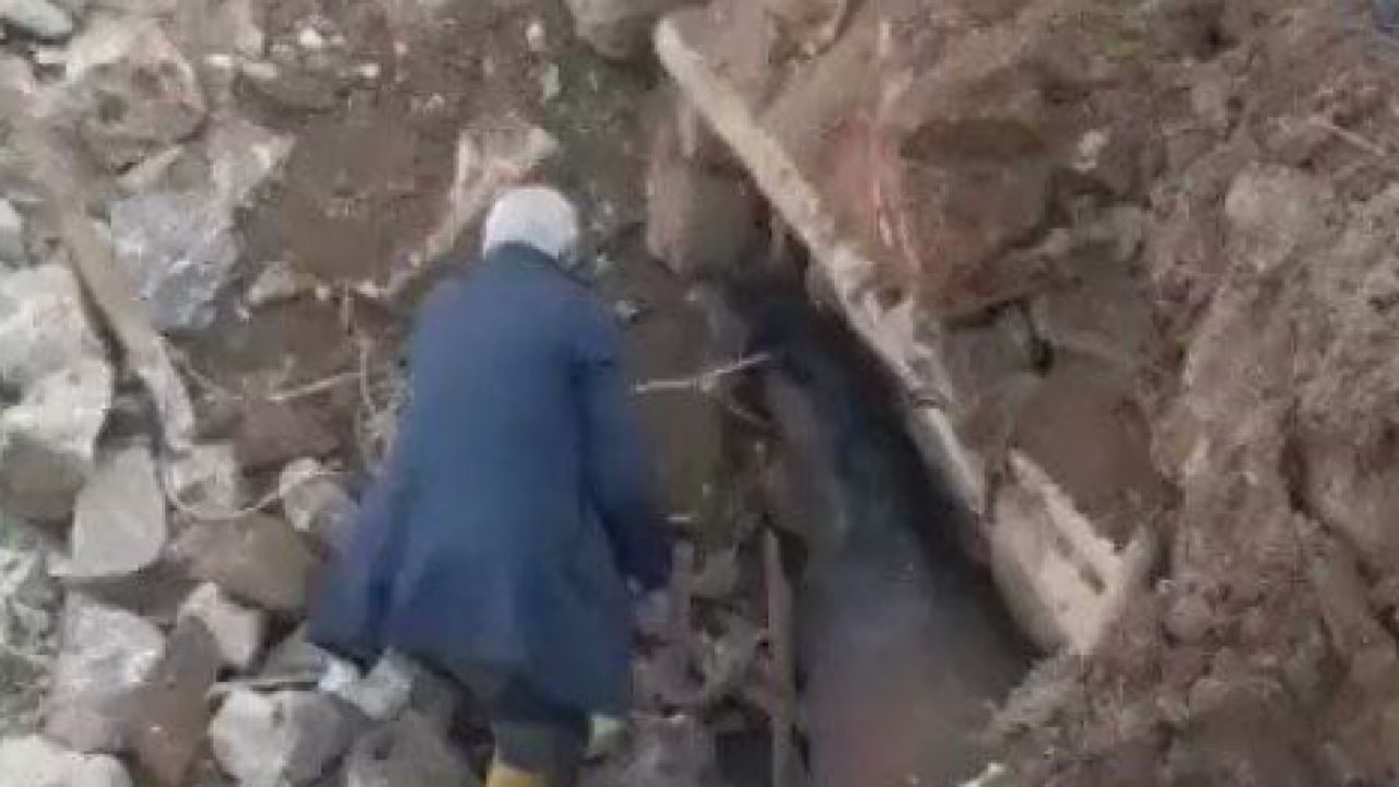 بعد 21 يومًا.. انقاذ حصان من تحت أنقاض زلزال تركيا (فيديو)