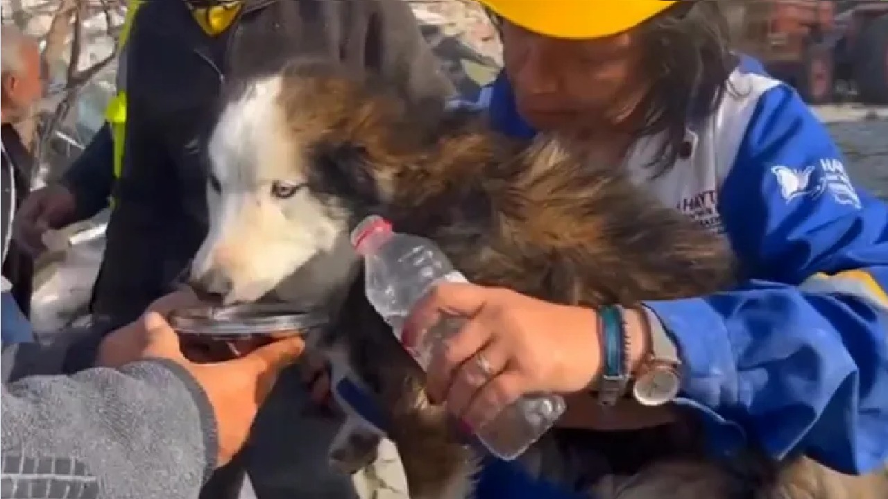 انتشال كلب حي من تحت أنقاض زلزال تركيا