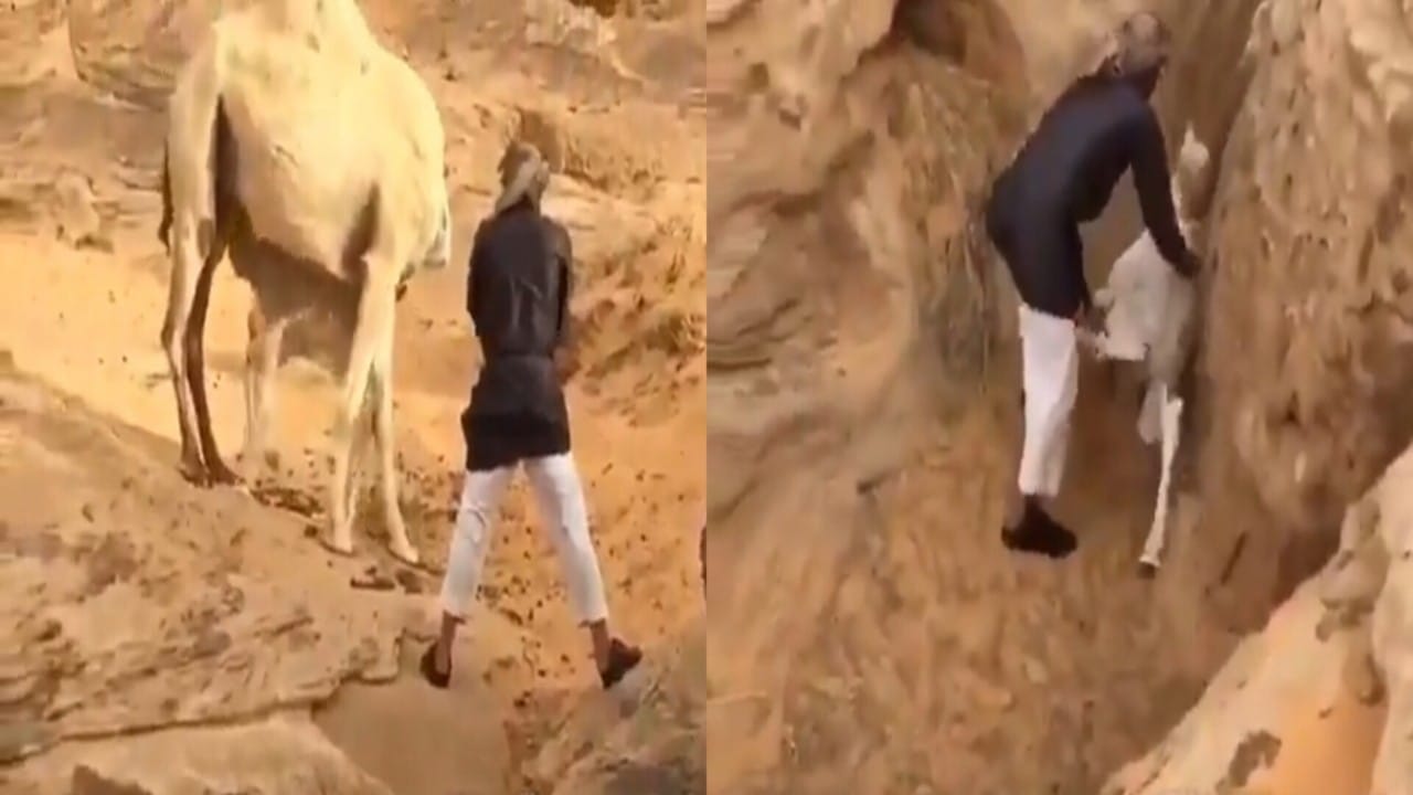 بالفيديو.. مواطن ينقذ جملًا صغيرًا سقط في حفرة