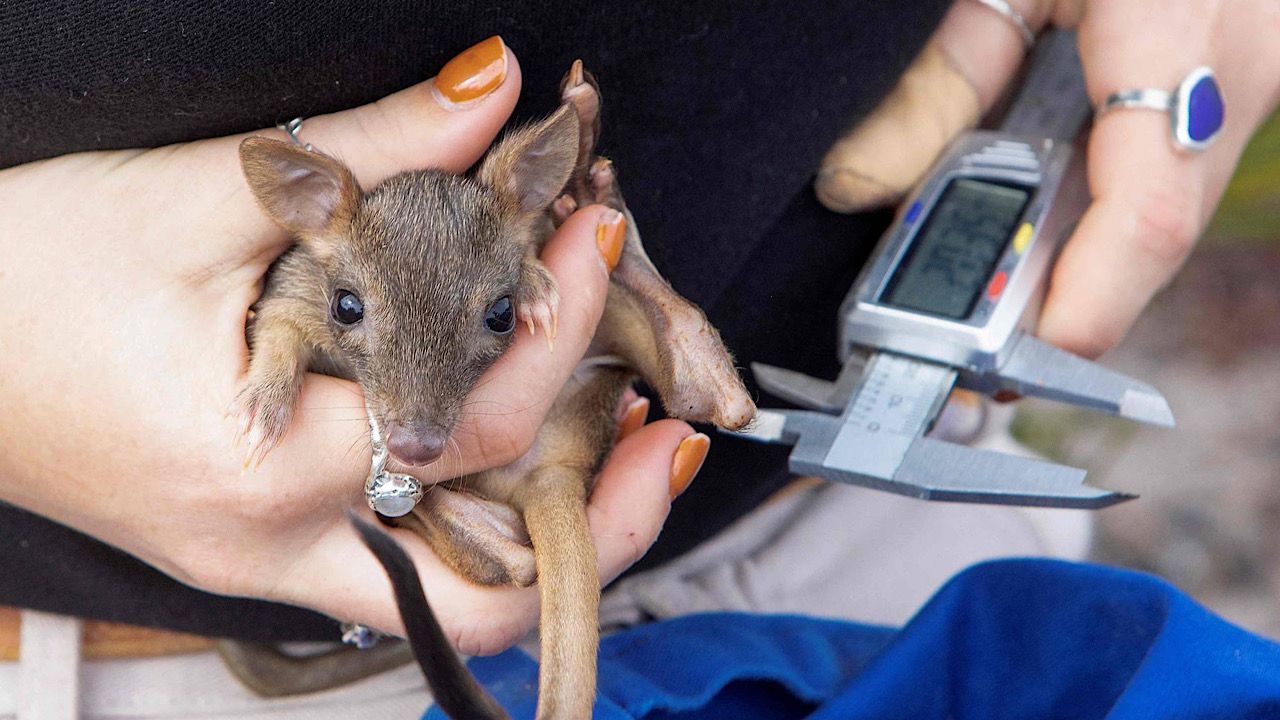 استراليا تعلن عودة حيوان نادر بعد اختفاء دام لـ 100 عام