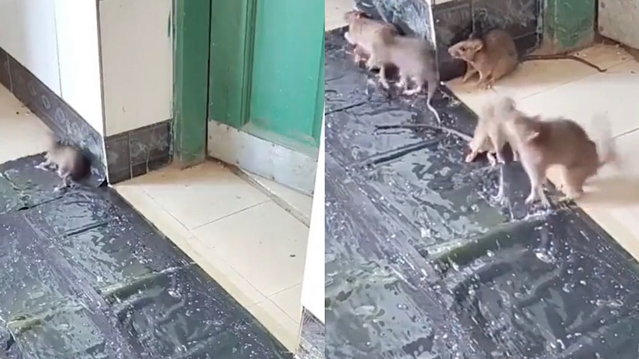 رجل يضع مصيدة فئران كبيرة أمام منزله ليكتشف المفاجأة ..فيديو