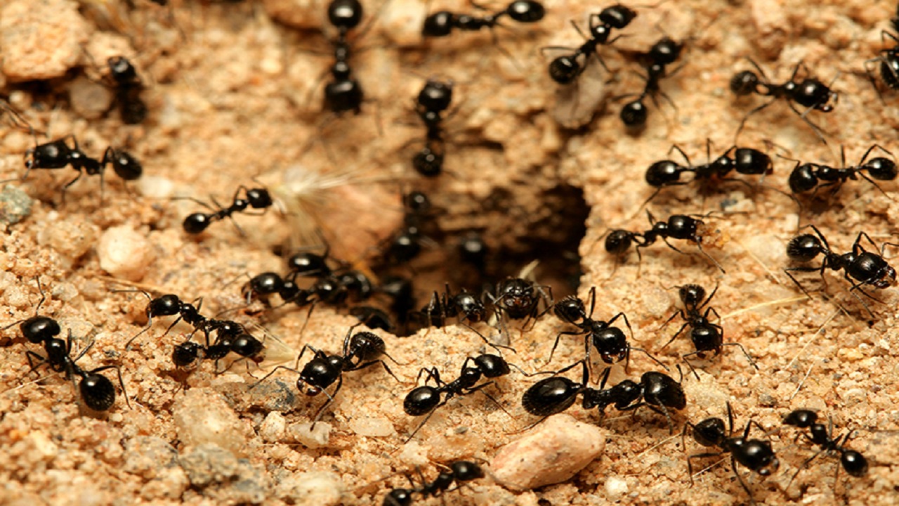بالفيديو .. راق شرعي: النمل ليس له علاقة بالسحر أو العين
