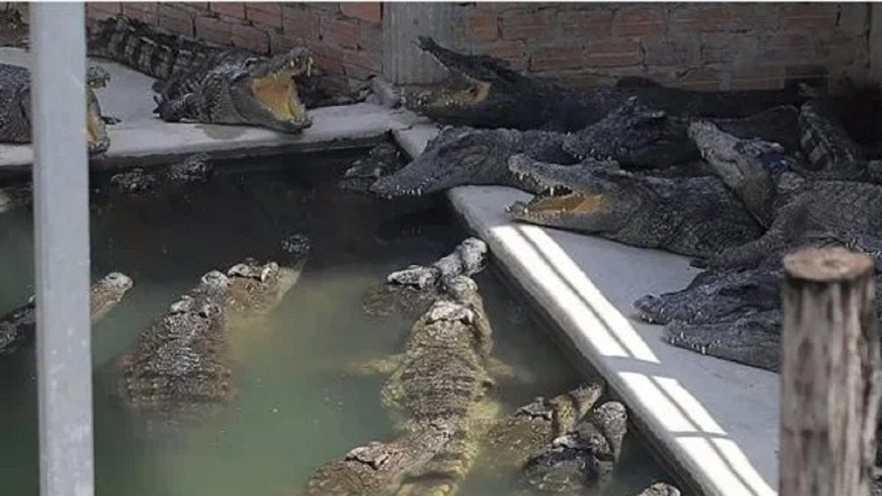 40 تمساحا يسحبون مزارعا ويأكلوه حتى الموت