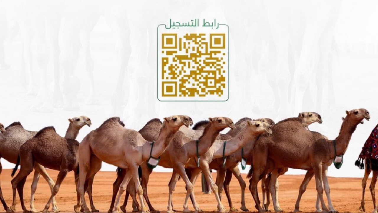 نادي الإبل يحدد 15 يونيو المقبل موعداً لانطلاق مهرجان “جادة الإبل” بتبوك