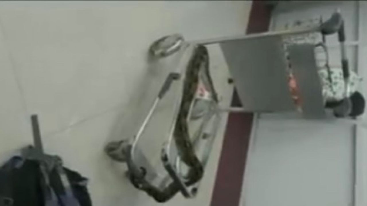 بالفيديو.. القبض على امرأة بحوزتها 22 ثعبانًا وحرباء في مطار تشيناي