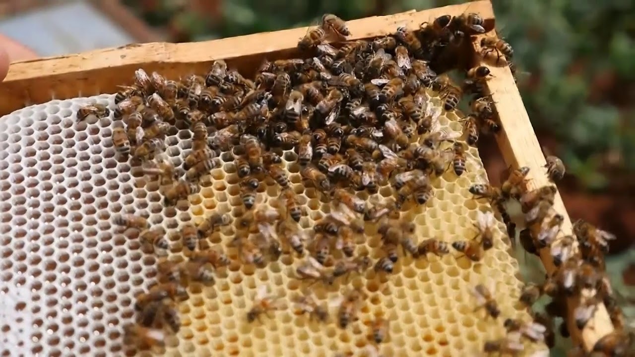 تحديد 10 آلاف ريال غرامة لمخالفي نشاط تربية النحل