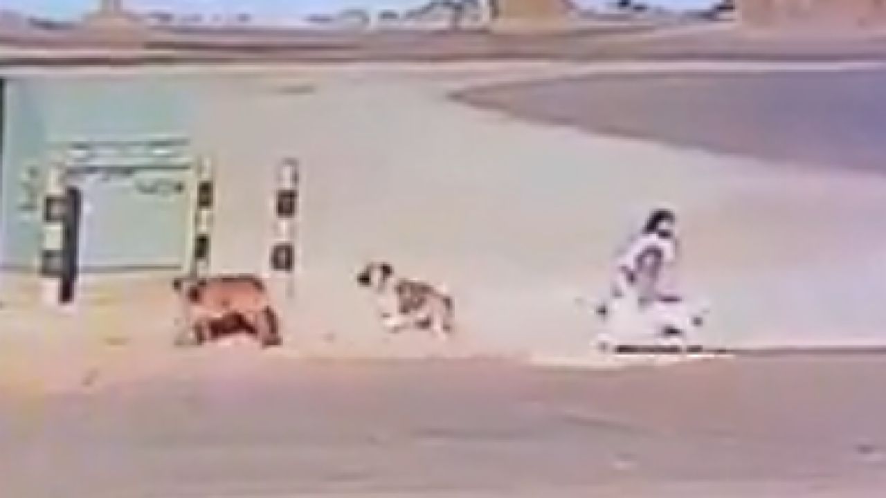مشهد يحبس الأنفاس لنجاة طفلة من الكلاب الضالة بالقريات
