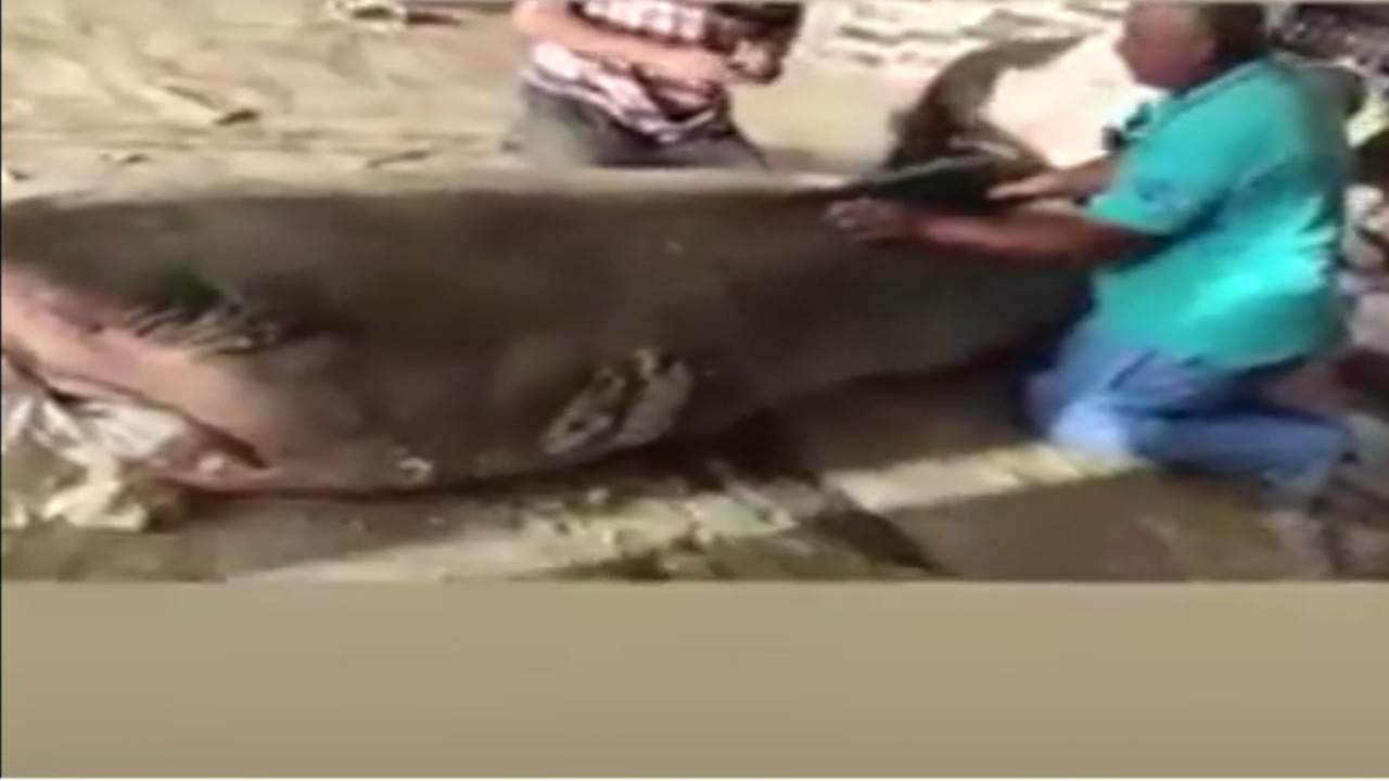 تحنيط القرش قاتل السائح الروسي في مصر.. فيديو