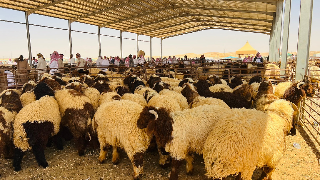 الغنم المستورد من الأردن يملأ سوق عرعر بأسعار تبدأ من 1450 ريال – صور