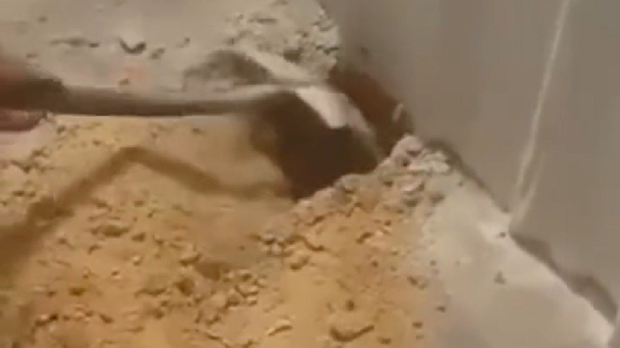 شاب يعثر على قط حي تحت الأرض بعد أسبوع من صب الخرسانة &#8211; فيديو