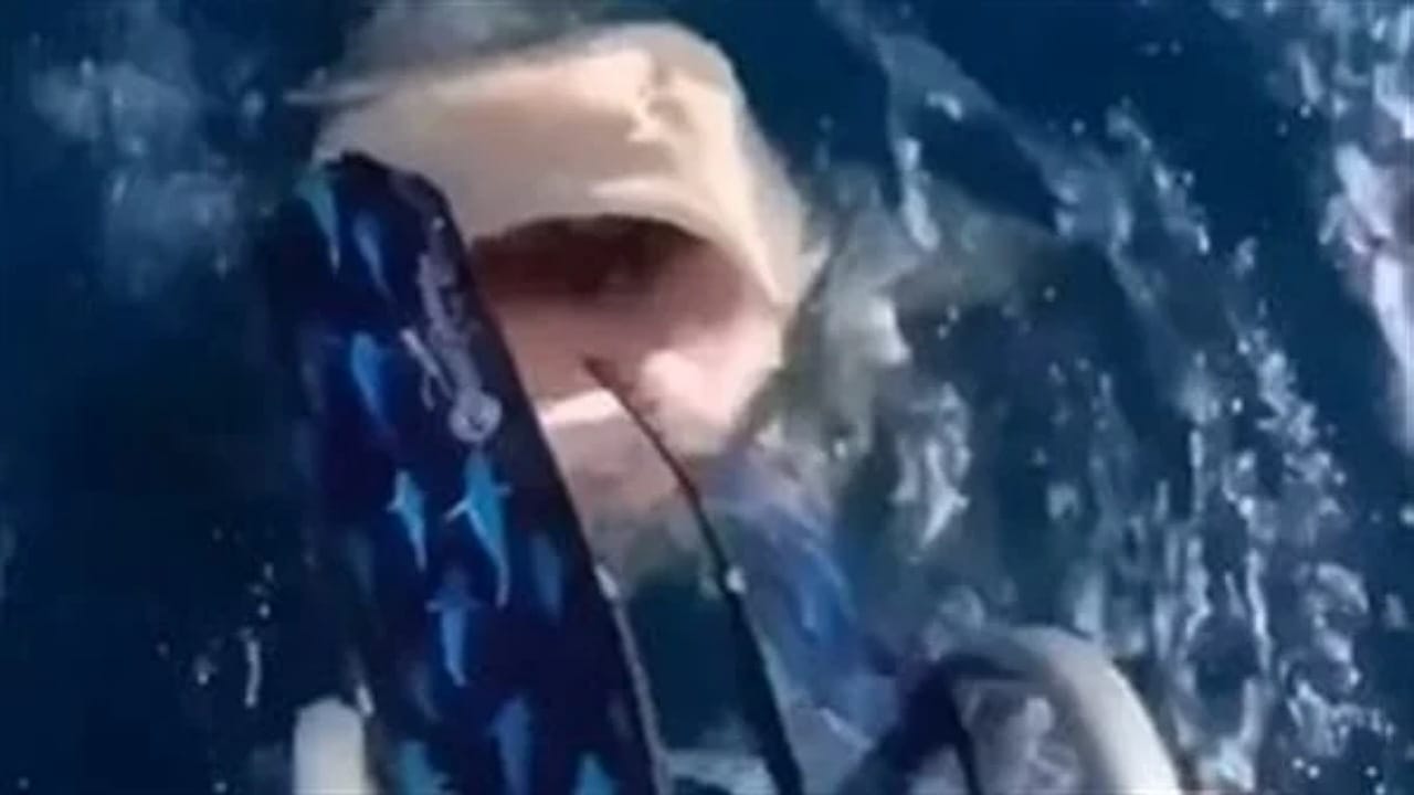 سباحة تنجو من هجوم محقق من سمكة قرش – فيديو