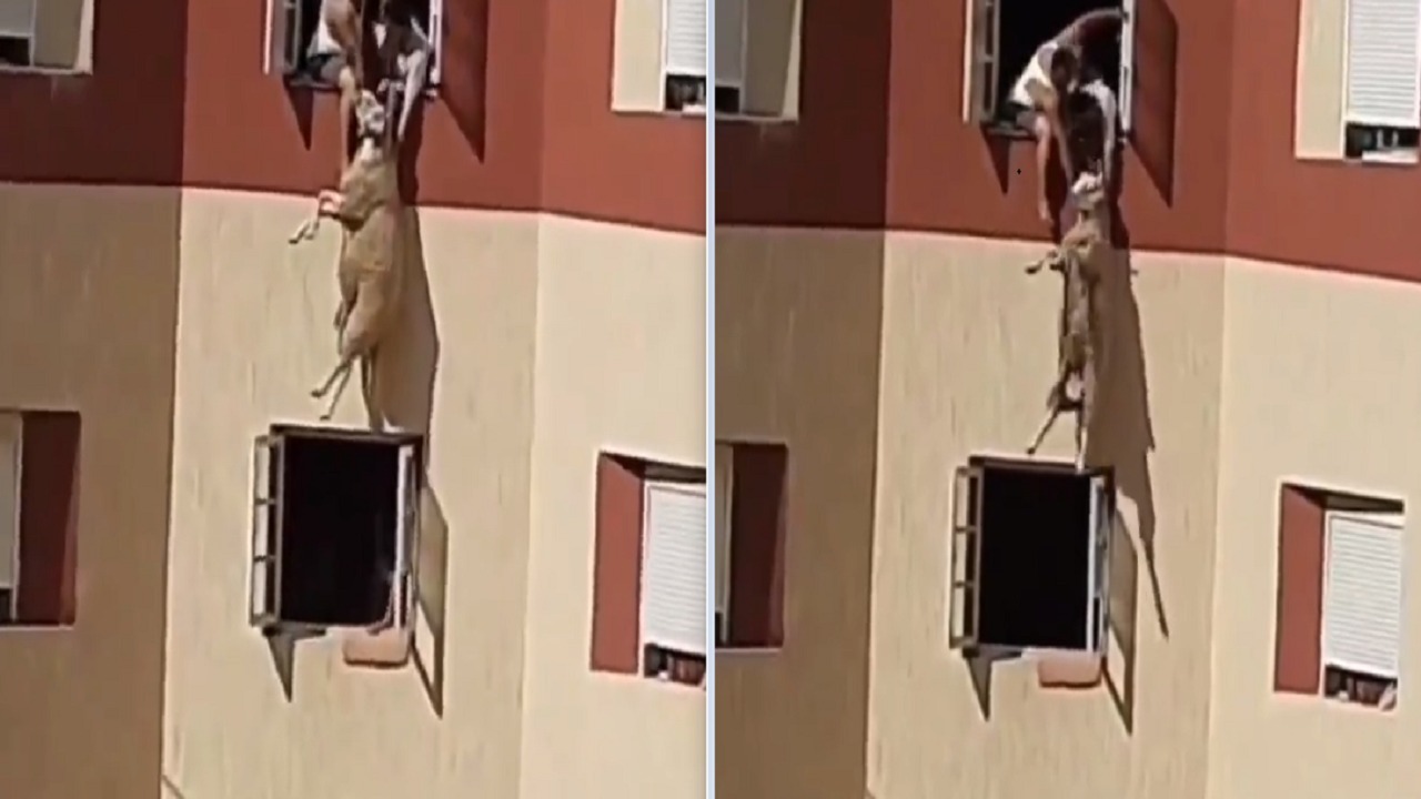 لحظة إنقاذ خروف قبل سقوطه من الطابق الرابع..فيديو