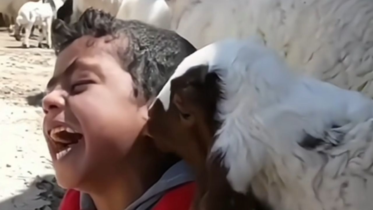 خروف صغير يتغزل بطفل بطريقة عفوية ومضحكة .. فيديو