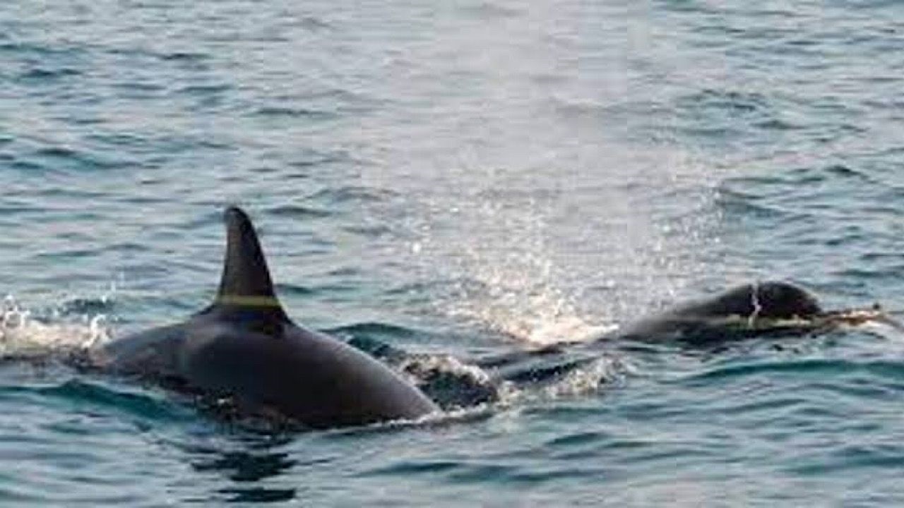 ظهور الحوت القاتل قبالة أبوظبي .. فيديو