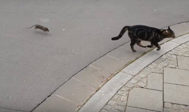 قط يحاول الهرب عند رؤيته لفأر .. فيديو