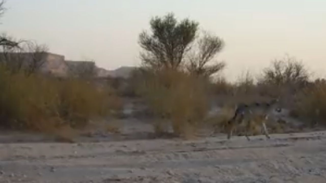ظهور الذئب العربي يتجول في محمية الملك خالد الملكية بالرياض .. فيديو