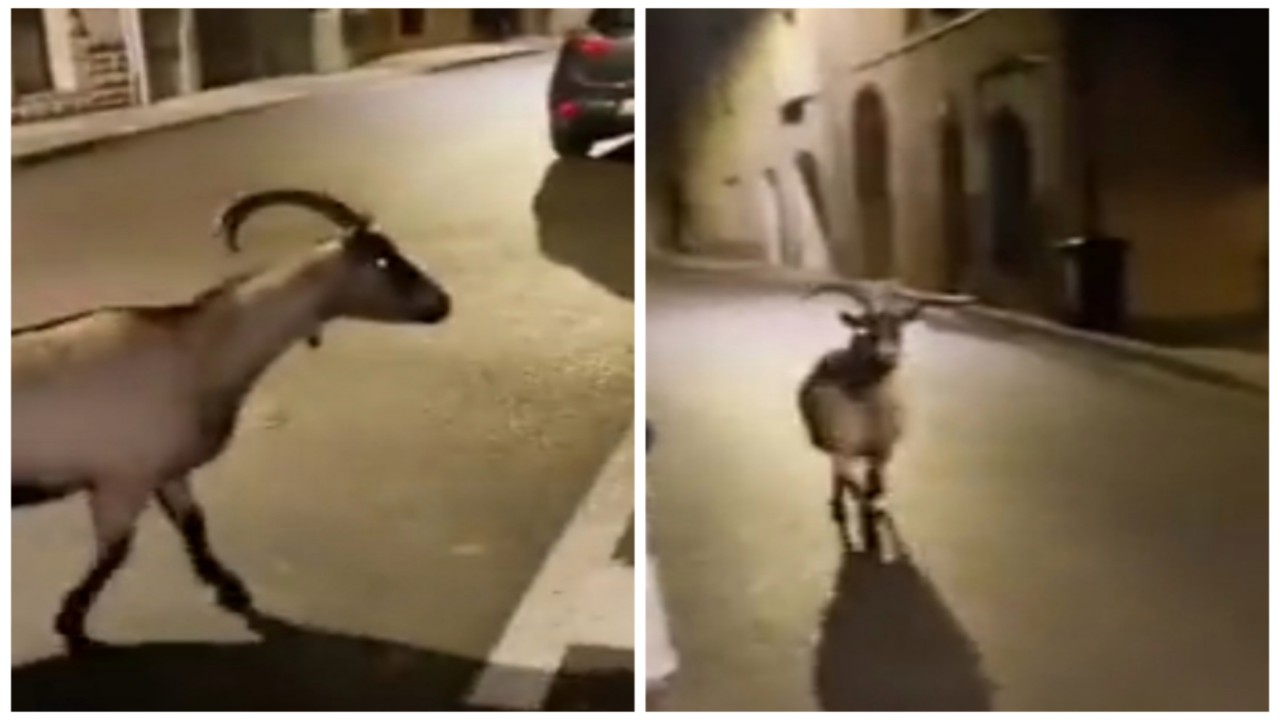 حيوانات حديقة حيوان باريس طليقة في الشوارع بسبب المتظاهرين.. فيديو