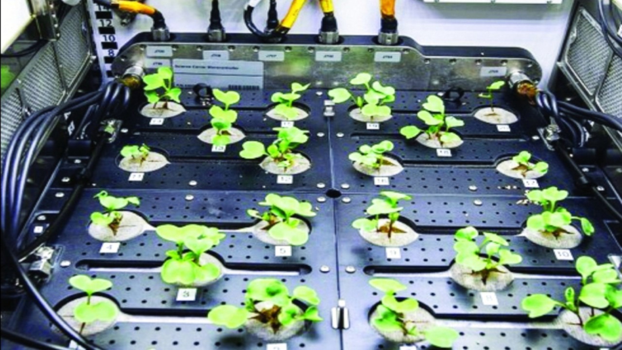 زراعة النباتات في المحطة الفضائية