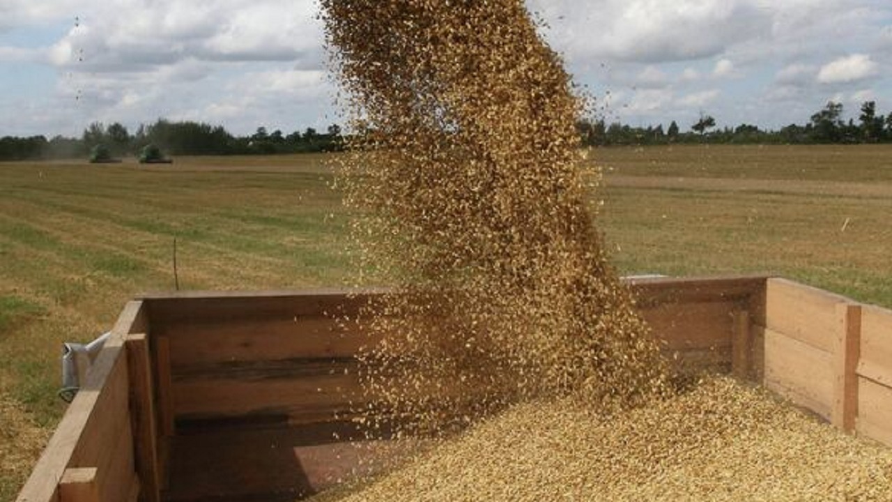 أمريكا : انسحاب روسيا من تصدير الحبوب سيضر بالملايين