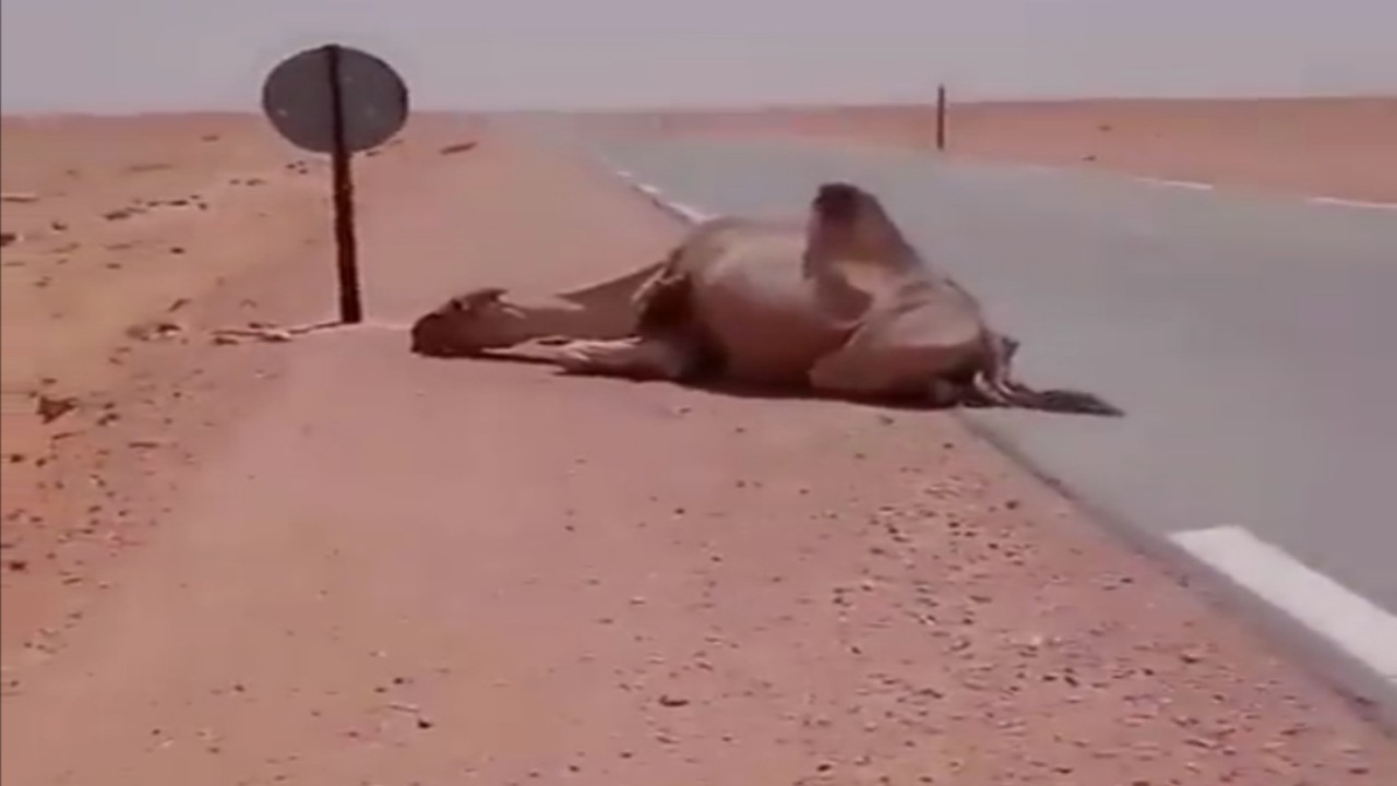 مشهد مؤثر لرجل يسقى جملاً أنهكه العطش في الصحراء.. فيديو
