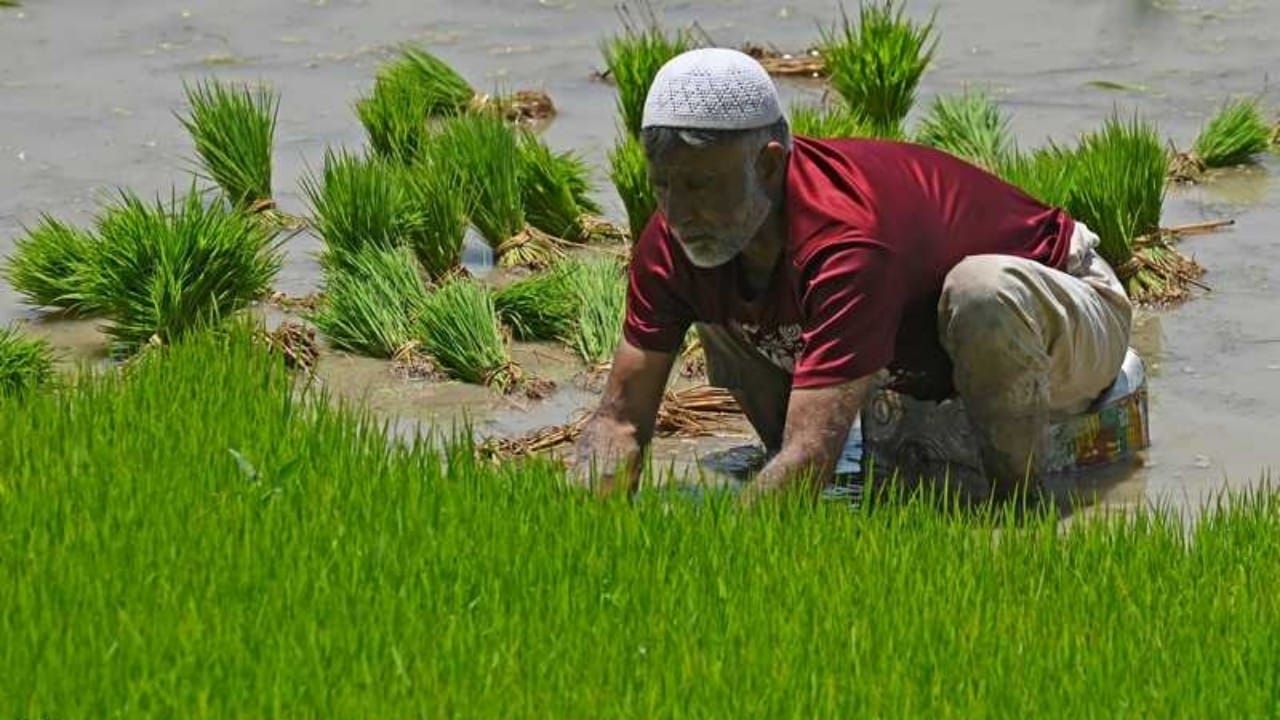 الهند تحظر تصدير الأرز الأبيض غير البسمتي