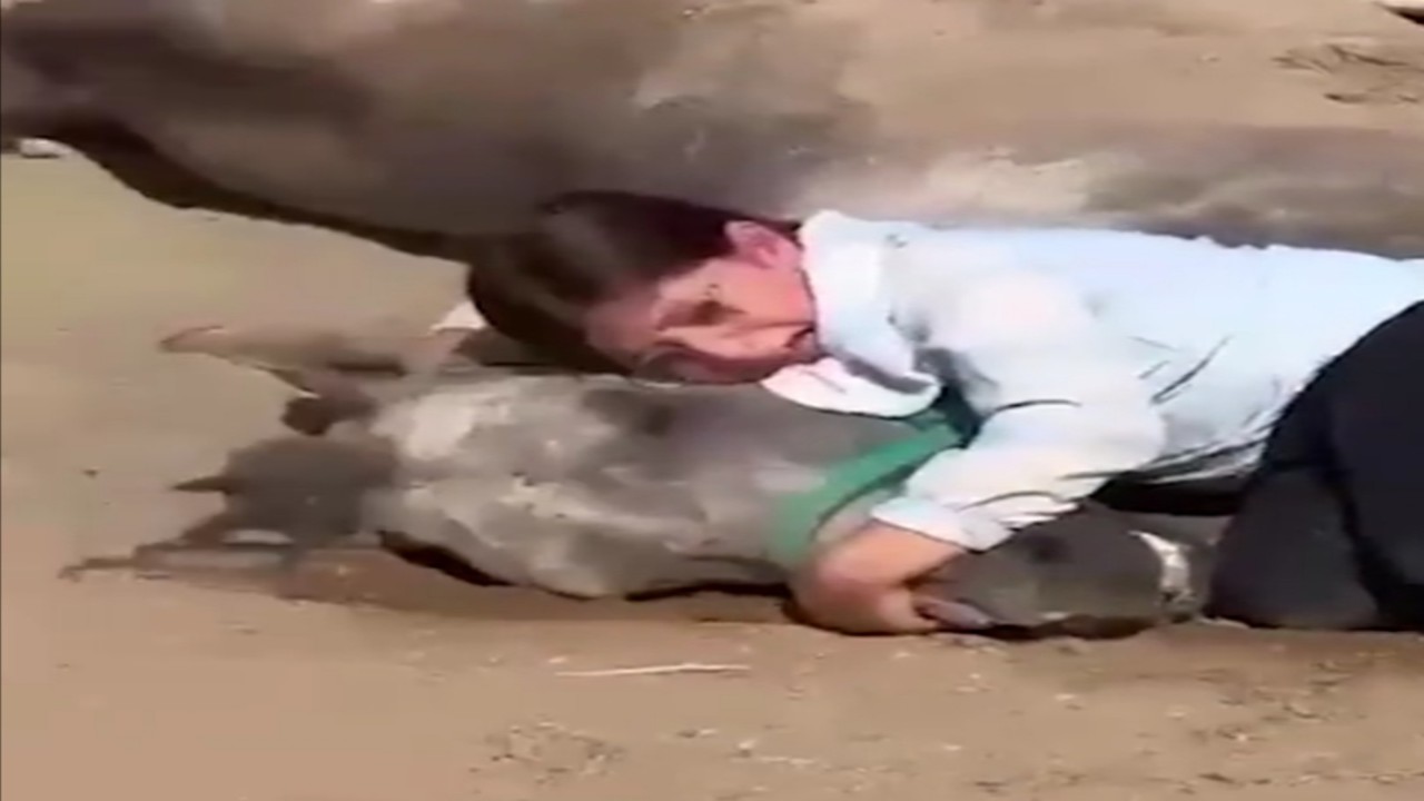 مشهد يفطر القلوب لطفلة تبكي بحرقة على فقدان حصانها.. فيديو