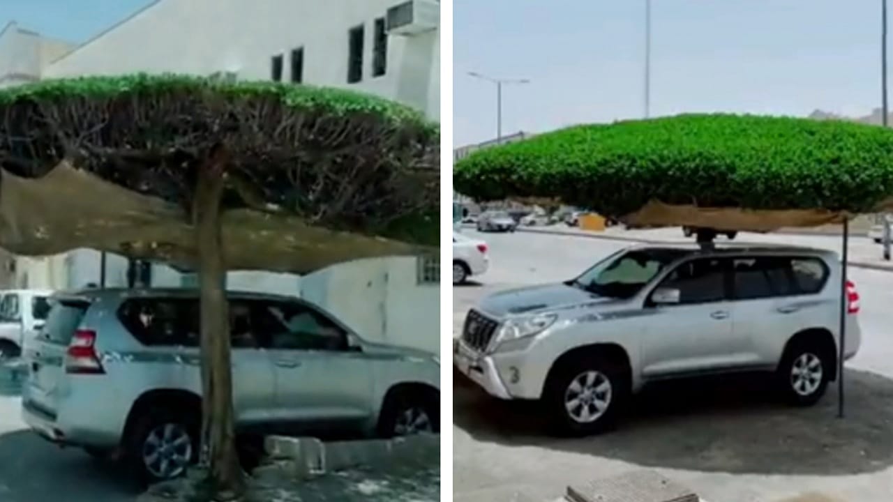 شاب يحول الشجرة لمظلة طبيعية لسيارته &#8211; فيديو