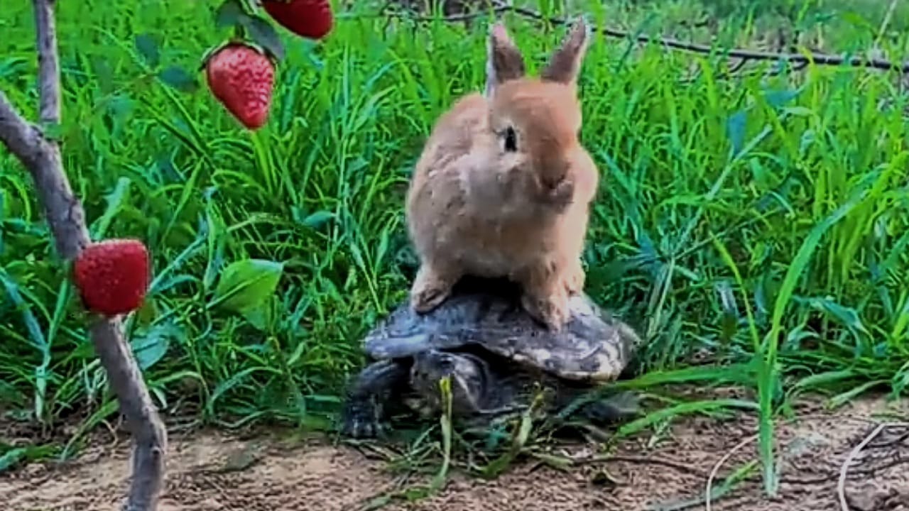 موقف طريف لأرنب يستخدم سلحفاة في التنقل .. فيديو