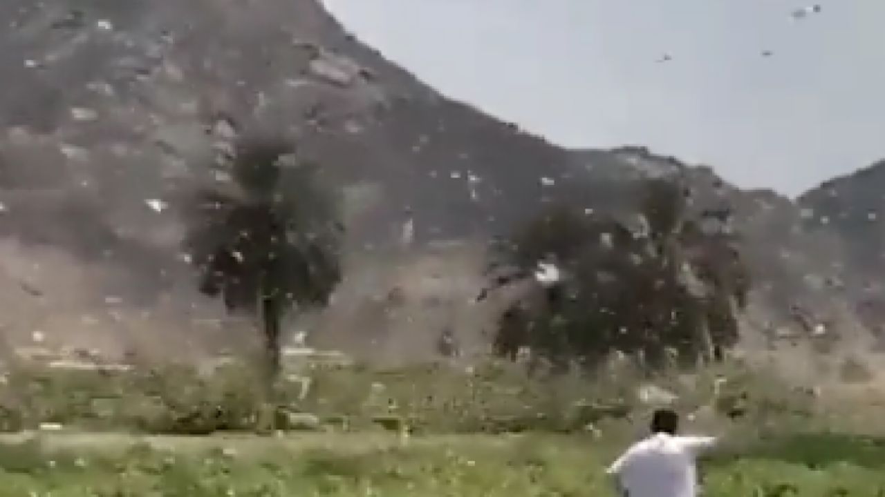 هجوم قوي لأسراب هائلة من الجراد على مزارع في نجران .. فيديو