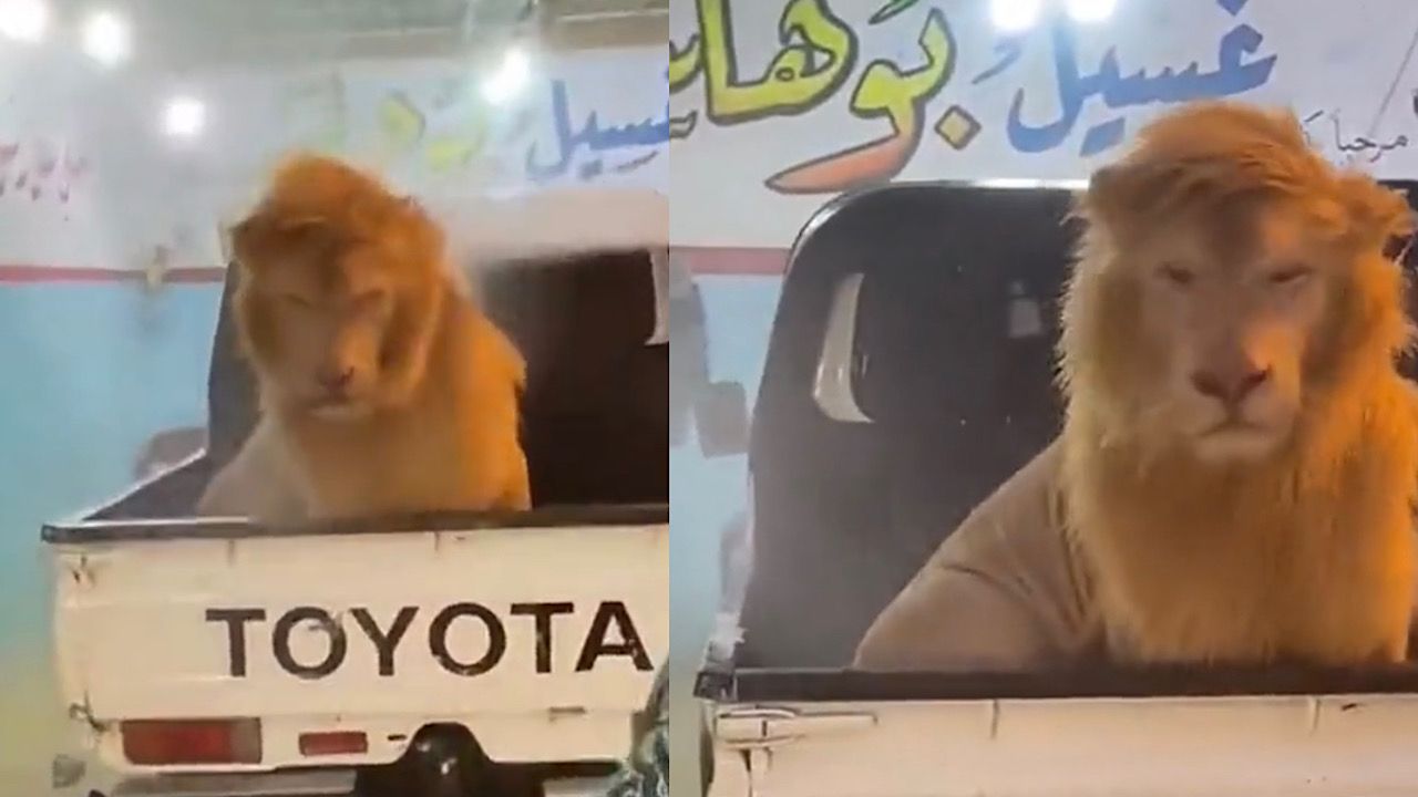مشهد يحبس الأنفاس لـ شاب يغسل الأسد في مغاسل السيارات .. فيديو