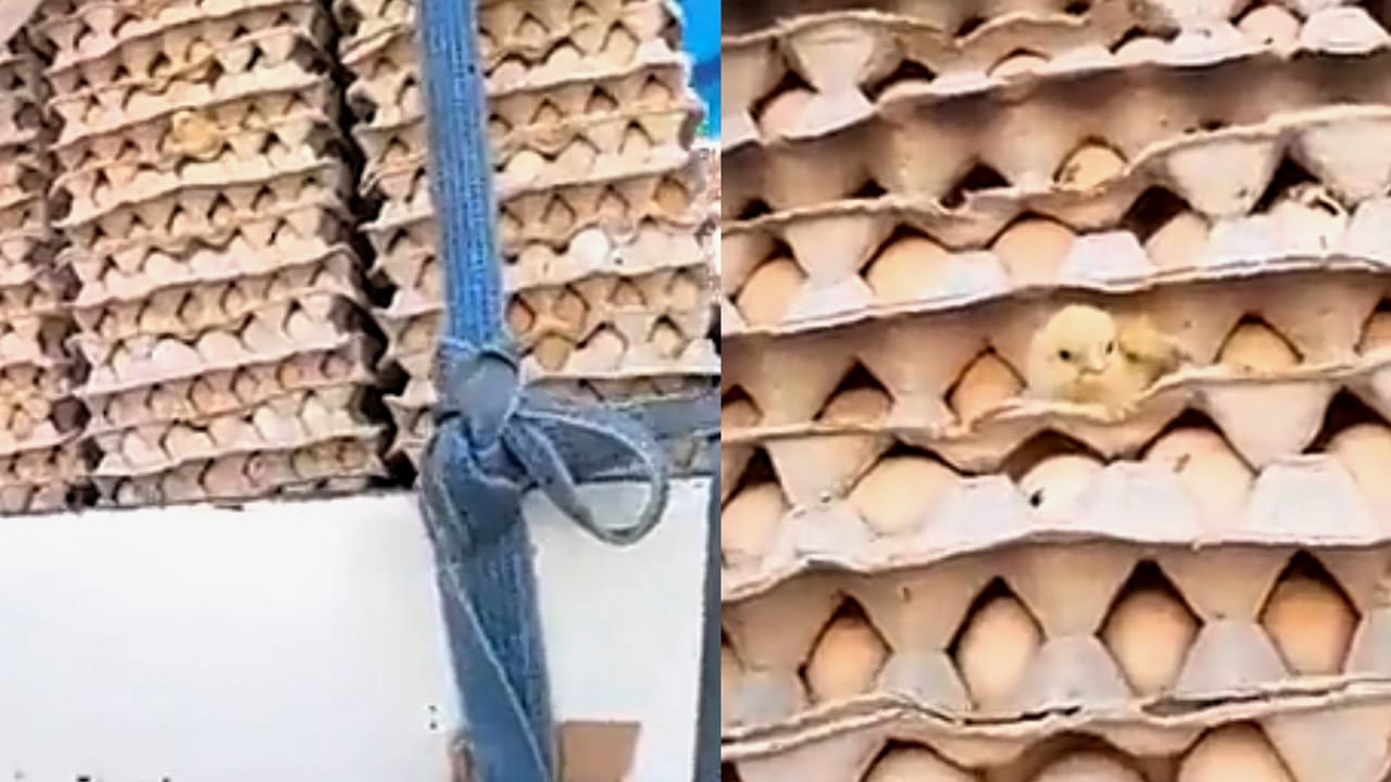 درجات الحرارة العالية تجعل البيض يفقس أثناء نقله للتجار .. فيديو