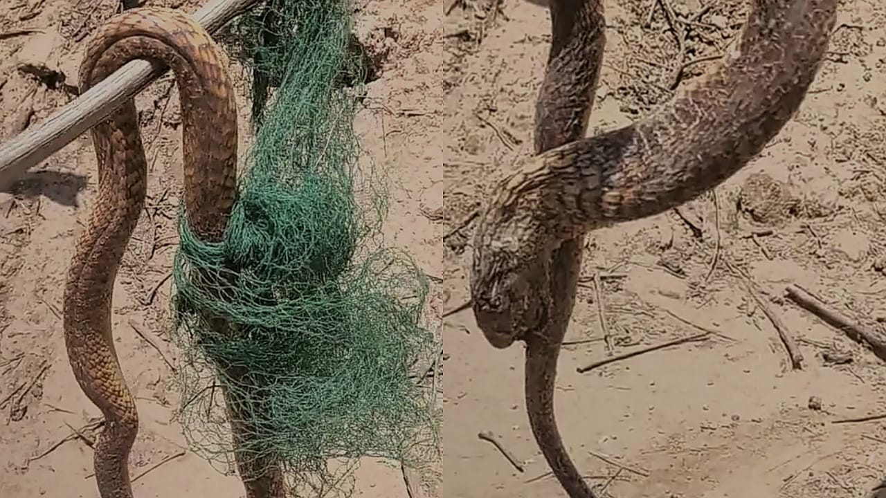شجاعة مزارع يقتل ثعبان ضخم في نجران .. فيديو