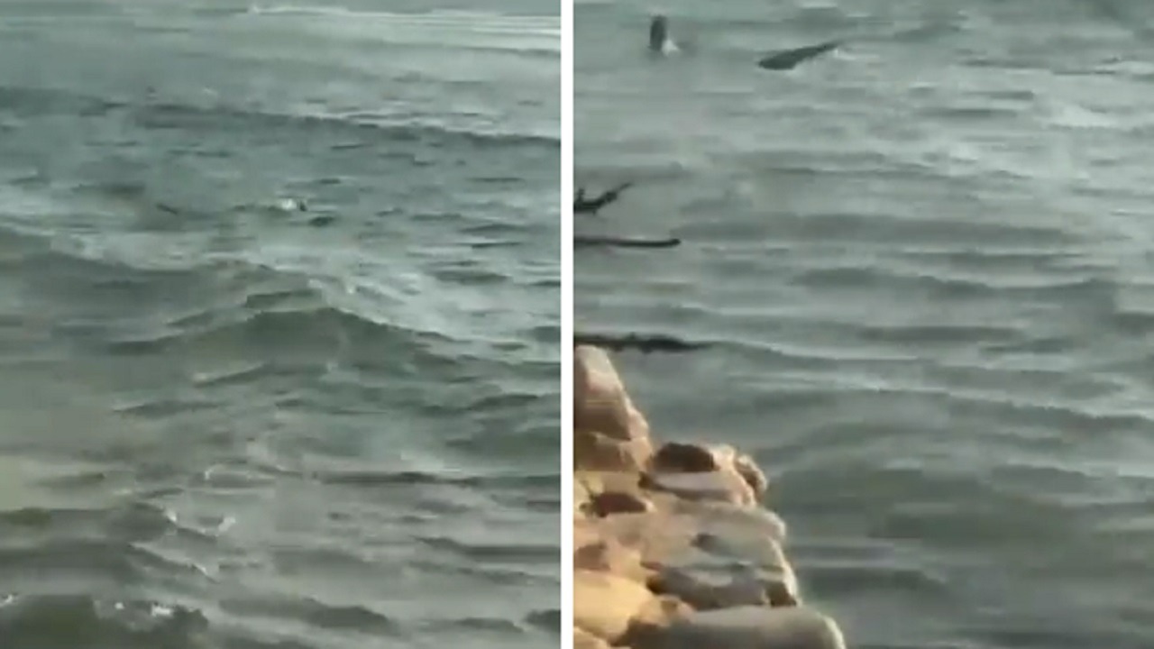 ظهور مريب لسمكة قرش قرب شاطئ في مصر .. فيديو