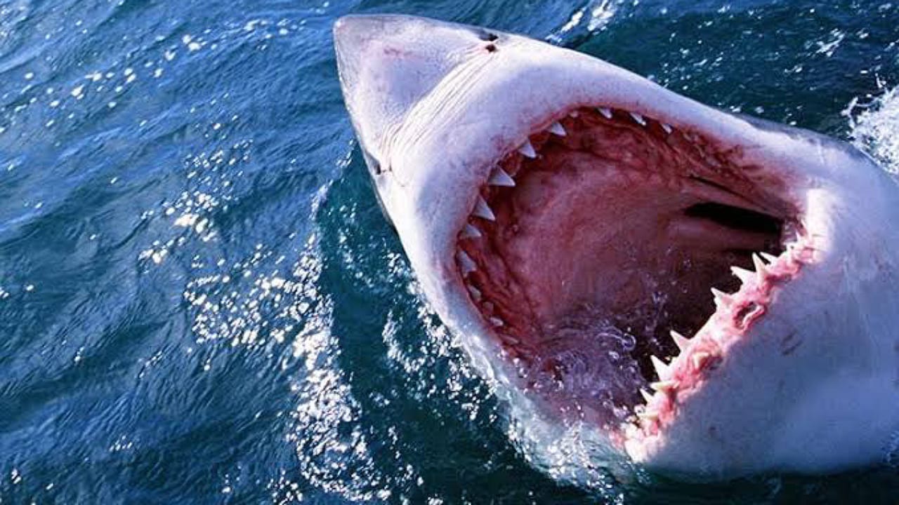 أسماك القرش تتعاطي الكوكايين وحبوب هلوسة .. فيديو