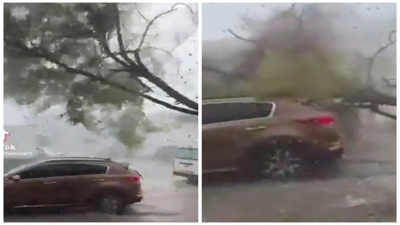 لحظة مروعة لسقوط شجرة على سيارة منطلقة.. فيديو
