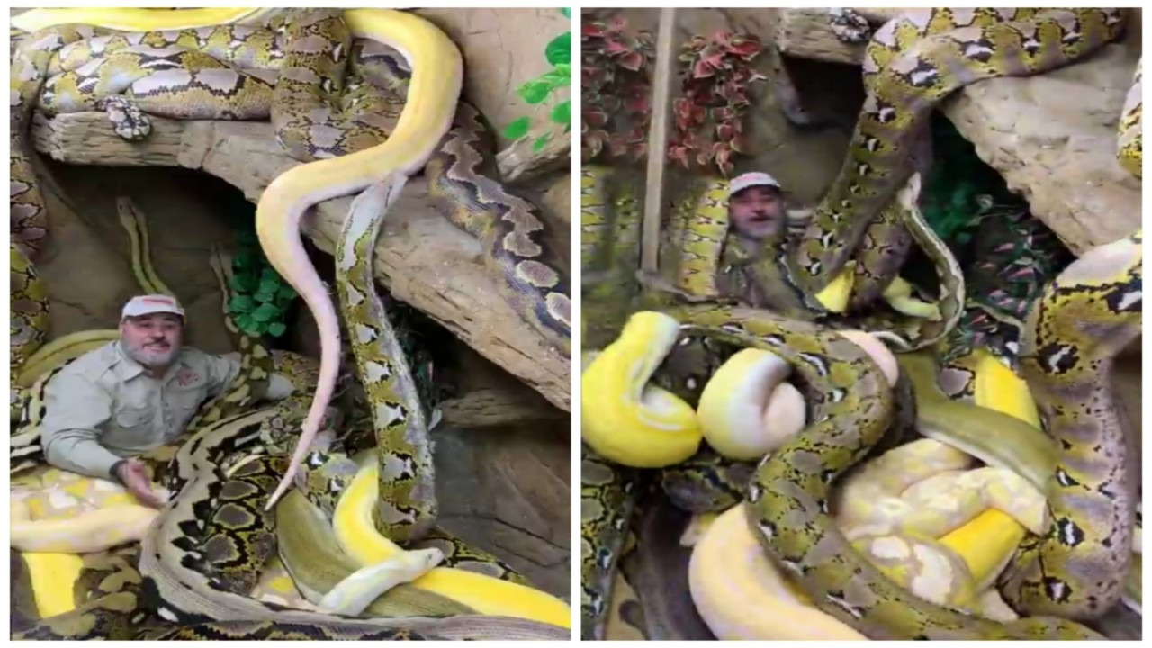 مشهد مُخيف لرجل يجلس وسط العشرات من الثعابين الضخمة.. فيديو